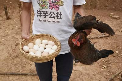 初生蛋與肉——營養與美味的雙重奏